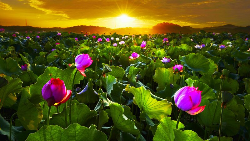 Lotus Flowers in Field — Purple