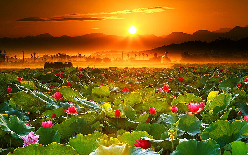 Lotus Flowers in Field