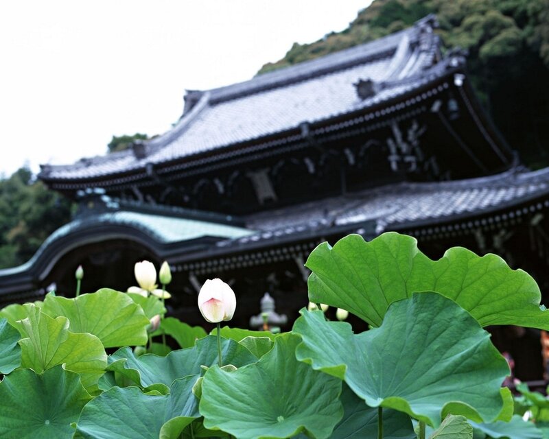 Lotus flowers in front of temple
