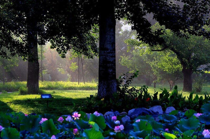 Lotus Flowers in Garden