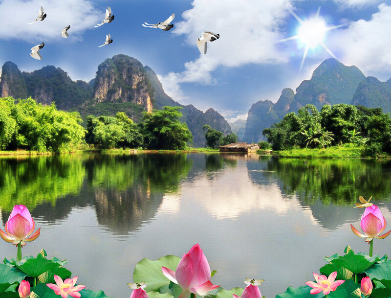 Lotus Flowers in Lake