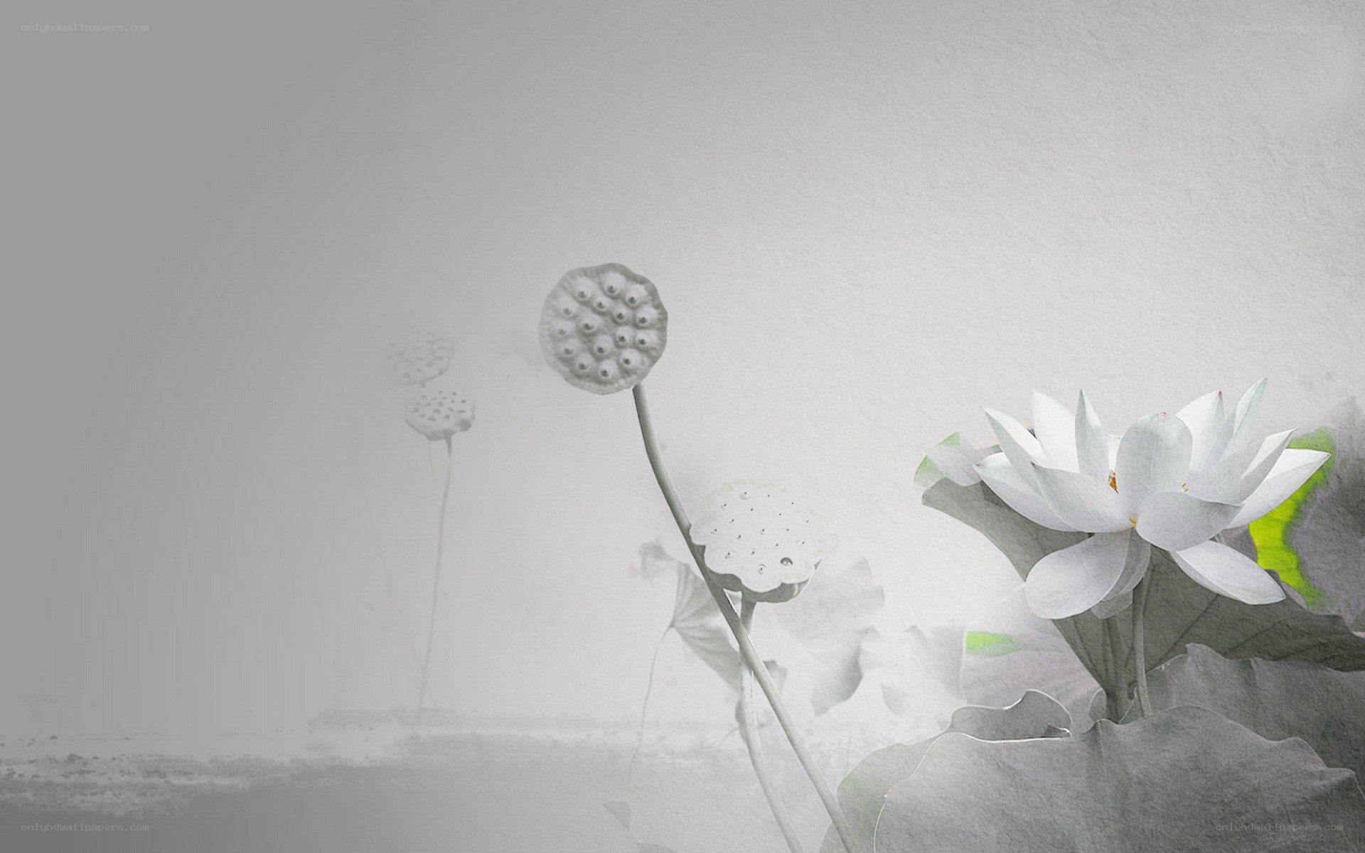 Lotus flowers in monochrome