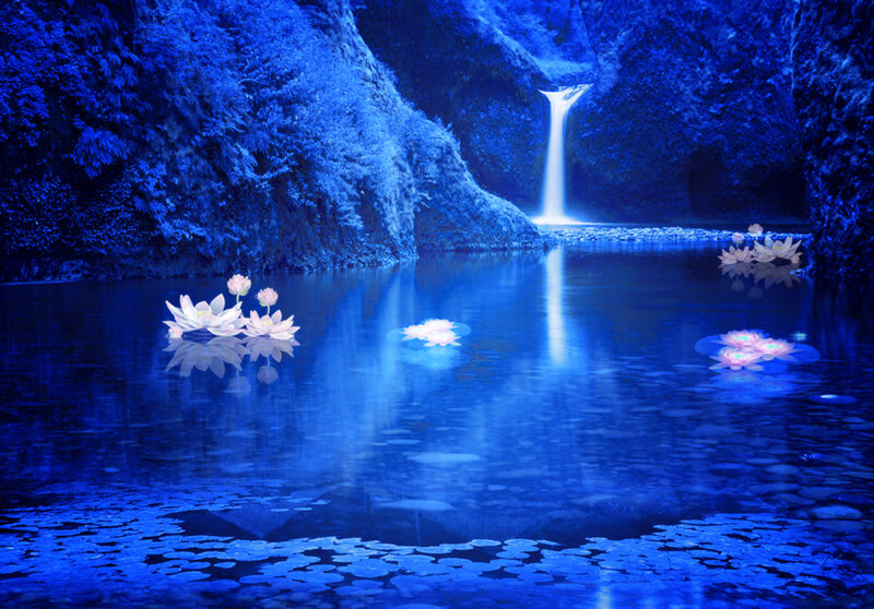 Lotus Flowers in Pond — Blue, Serene, Night