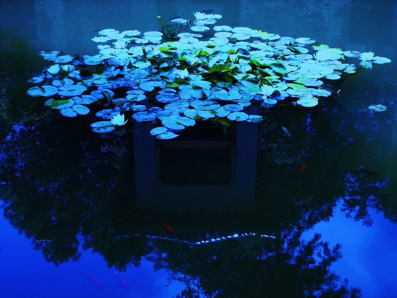 Lotus Flowers in Pond — Blue