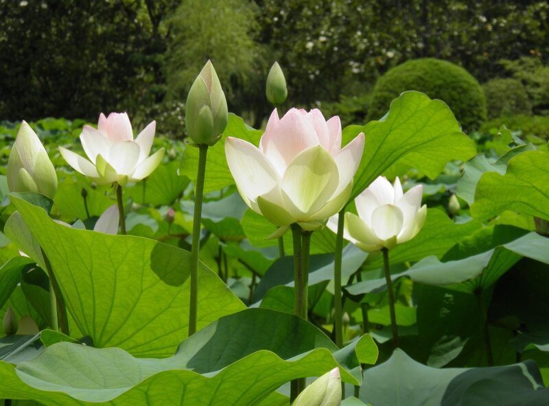 Lotus Flowers in Pond — Green, Serene, Afternoon, Photograph, Buds