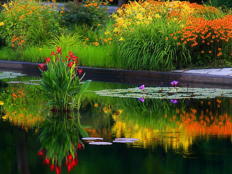Lotus Flowers in Pond — Green, Serene, Afternoon, Photograph, Lily Pads, Reflection