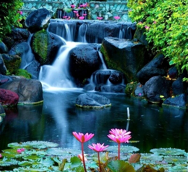 Lotus Flowers in Pond — Green, Serene, Afternoon, Photograph, Waterfall