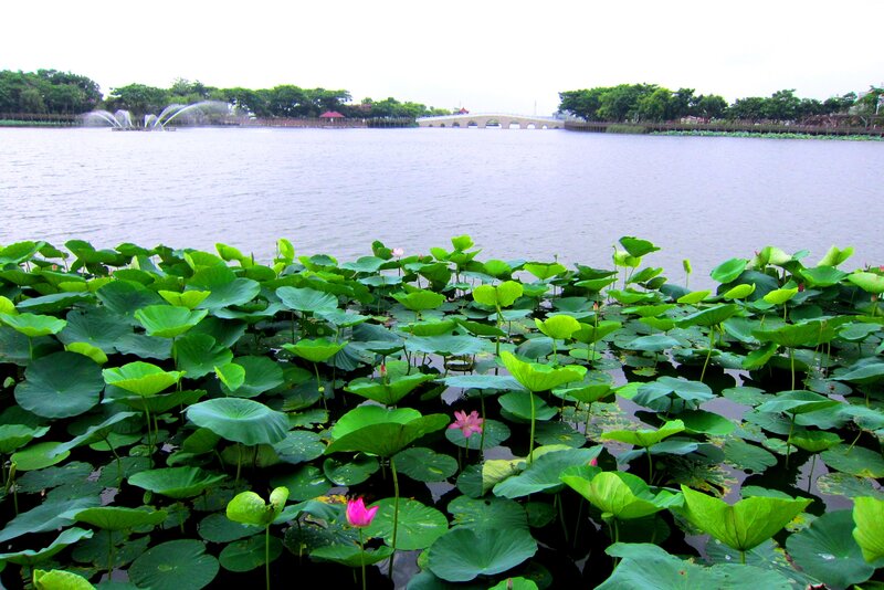 Lotus Flowers in Pond — Green, Serene, Afternoon