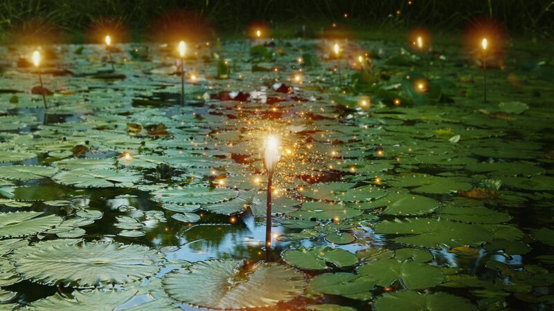 Lotus Flowers in Pond — Green, Serene, Night, Digital Art