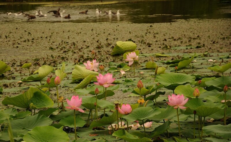 Lotus Flowers in Pond — Green, Serene, Summer, Photograph, Ducks
