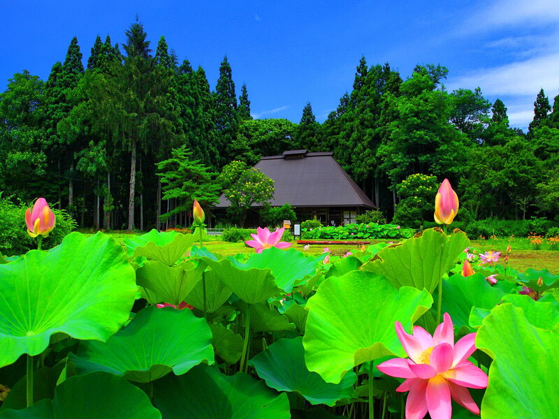 Lotus Flowers in Pond — Green, Serene, Summer