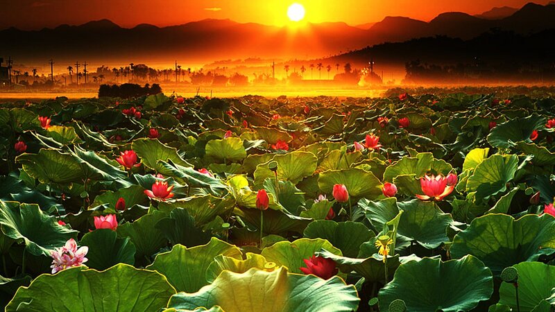 Lotus Flowers in Pond — Green, Serene, Sunrise, Photograph