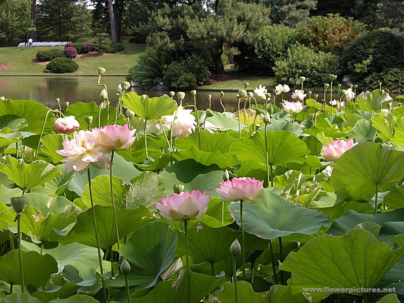 Lotus Flowers in Pond — Green, Serene