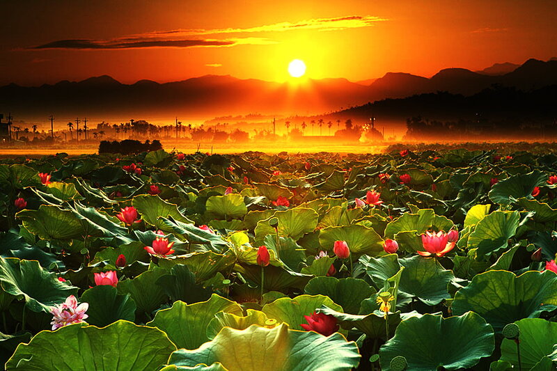 Lotus Flowers in Pond — Orange, Serene