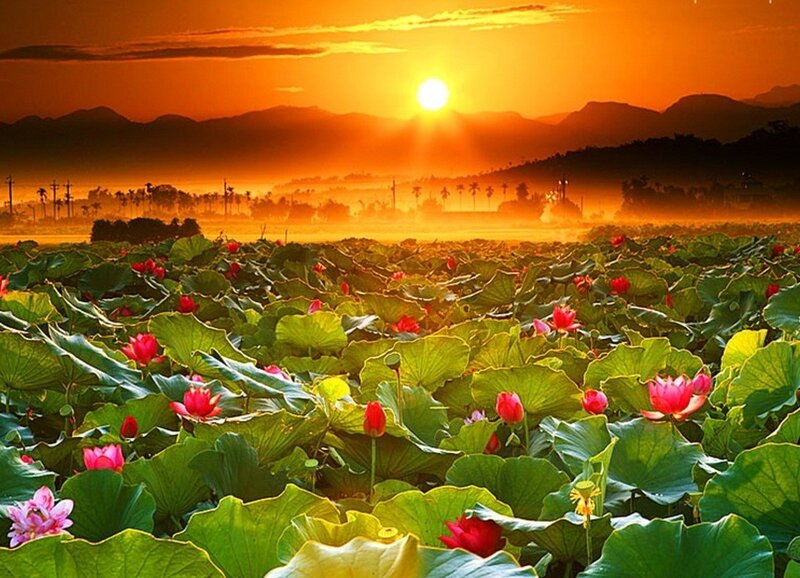 Lotus Flowers in Pond — Orange