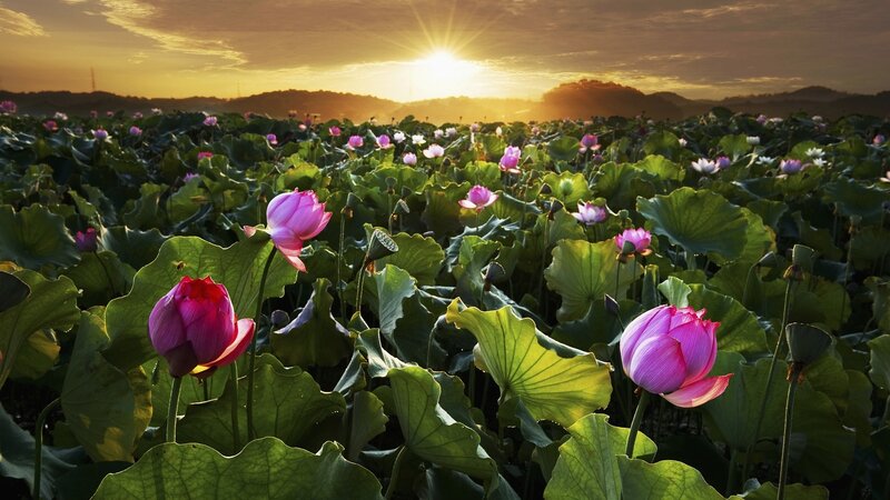 Lotus Flowers in Pond — Pink, Serene, Sunset