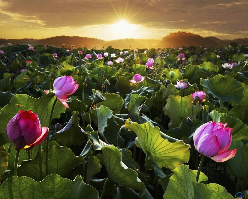 Lotus Flowers in Pond — Pink
