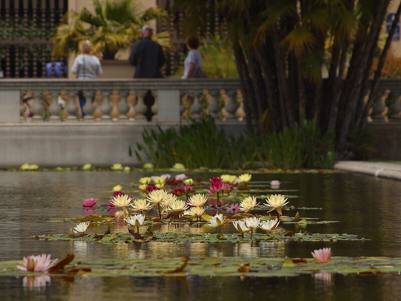 Lotus Flowers in Pond