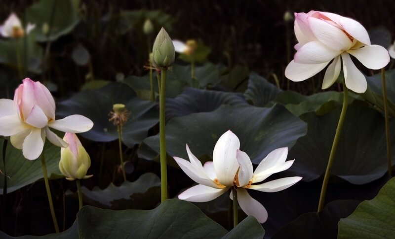 Lotus Flowers in Pond — White