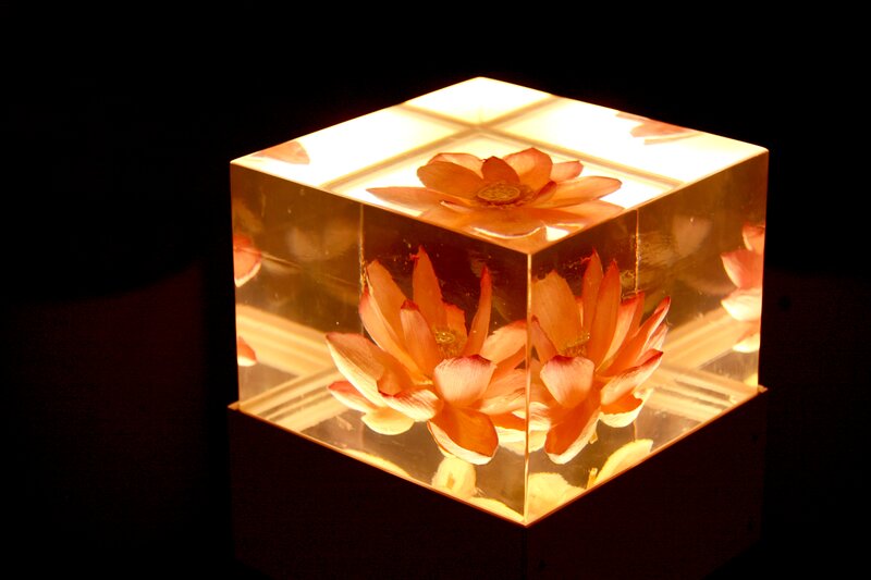 Lotus Flowers in Resin Cube