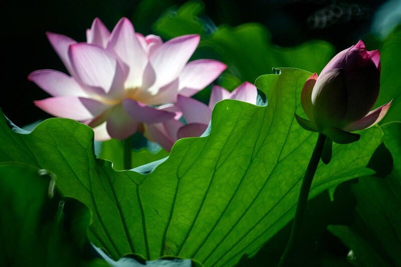 Lotus flowers in sunlight