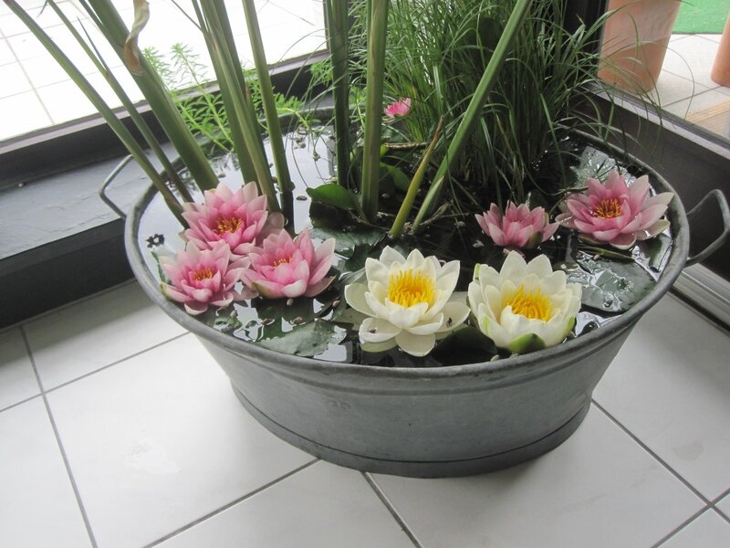 Lotus Flowers in Tub