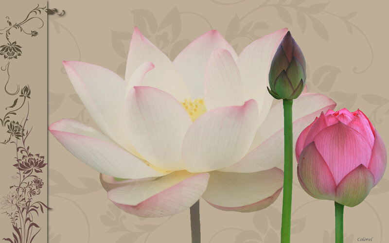 Lotus Flowers in Various Stages