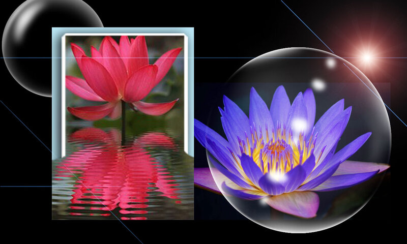 Lotus Flowers in Water