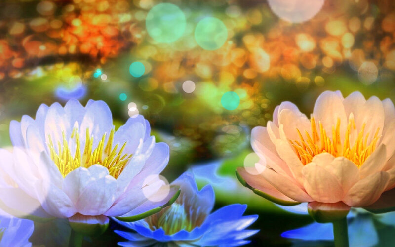 Lotus Flowers in Water — White