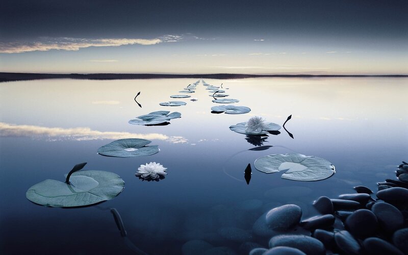 Lotus flowers on a calm lake