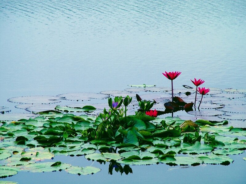 Lotus flowers on a calm lake