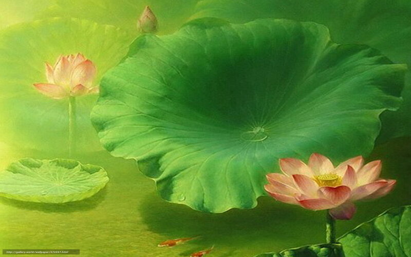 Lotus flowers on a pond