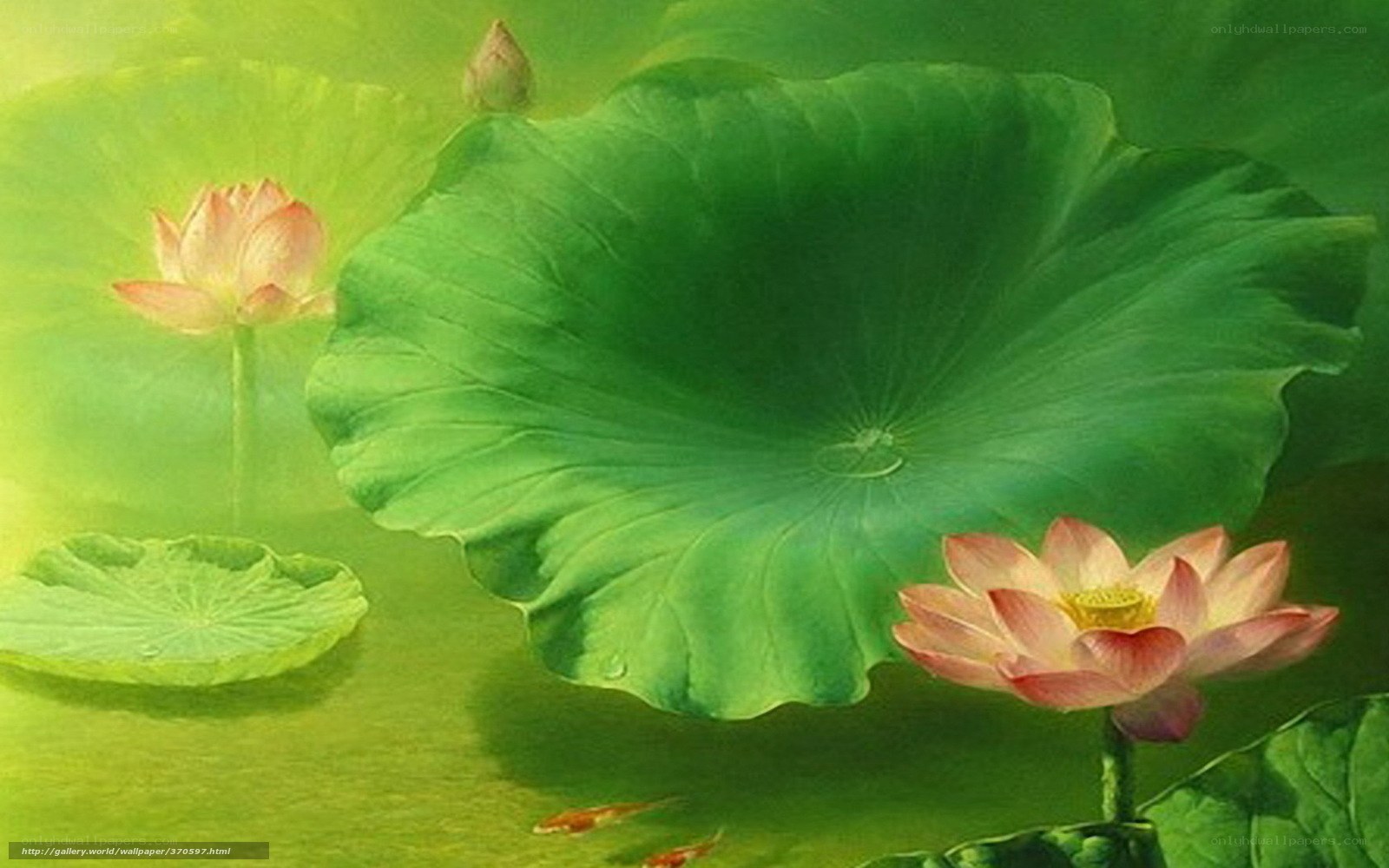 Lotus flowers on a pond