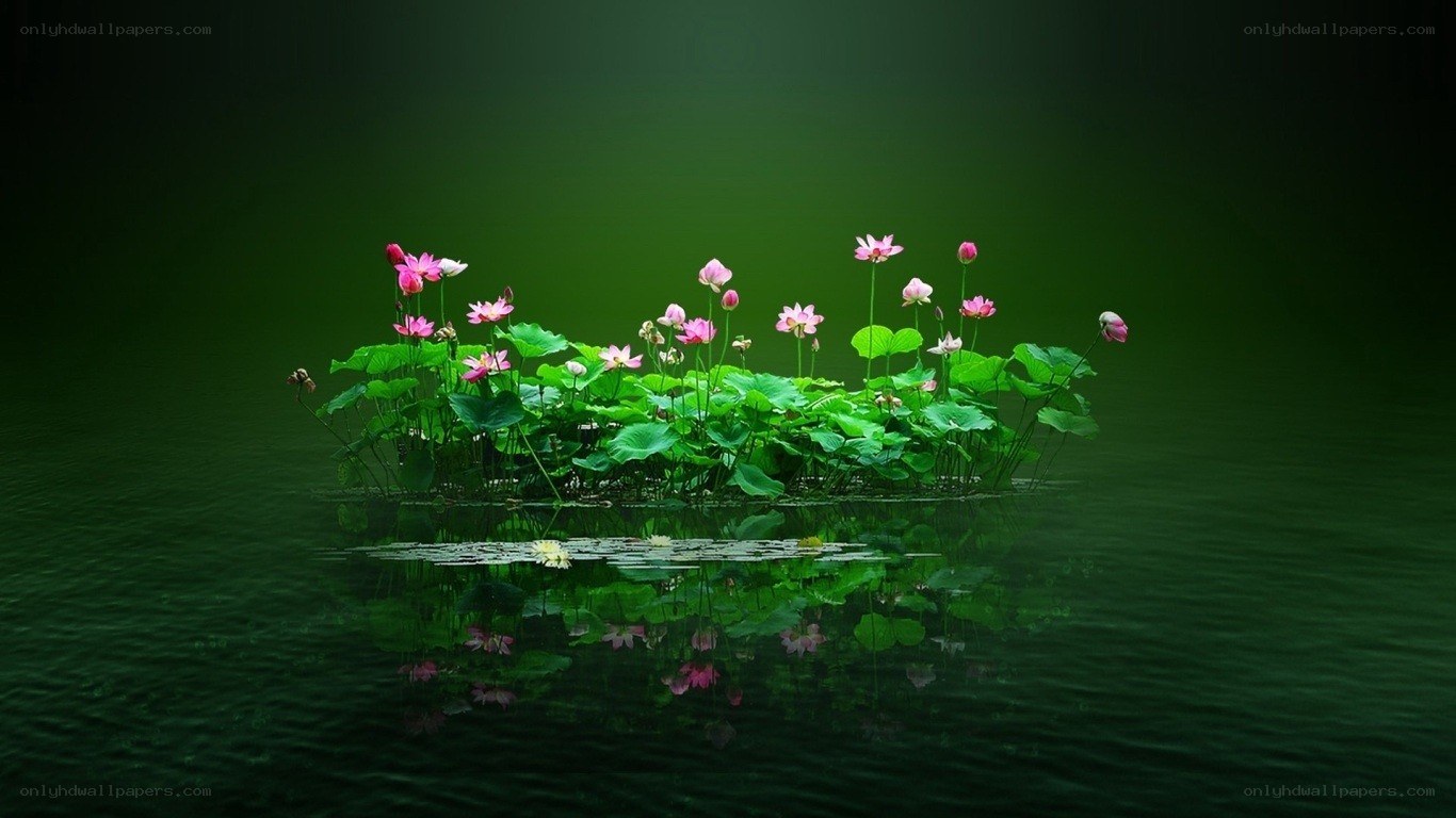 Lotus flowers on a pond