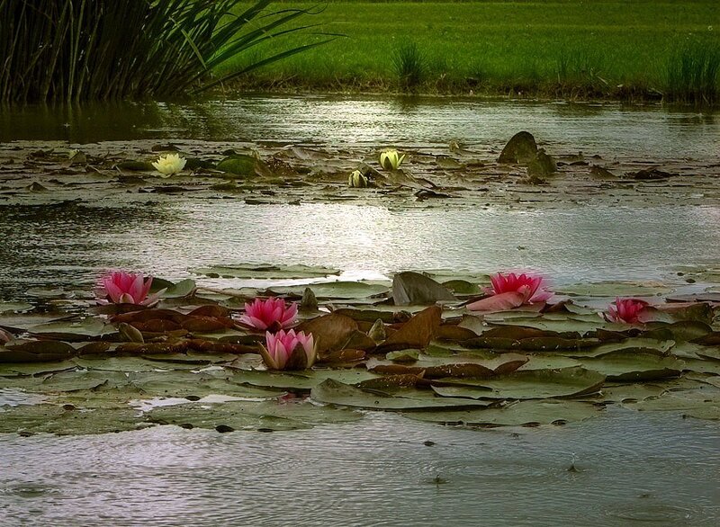 Lotus flowers on a pond