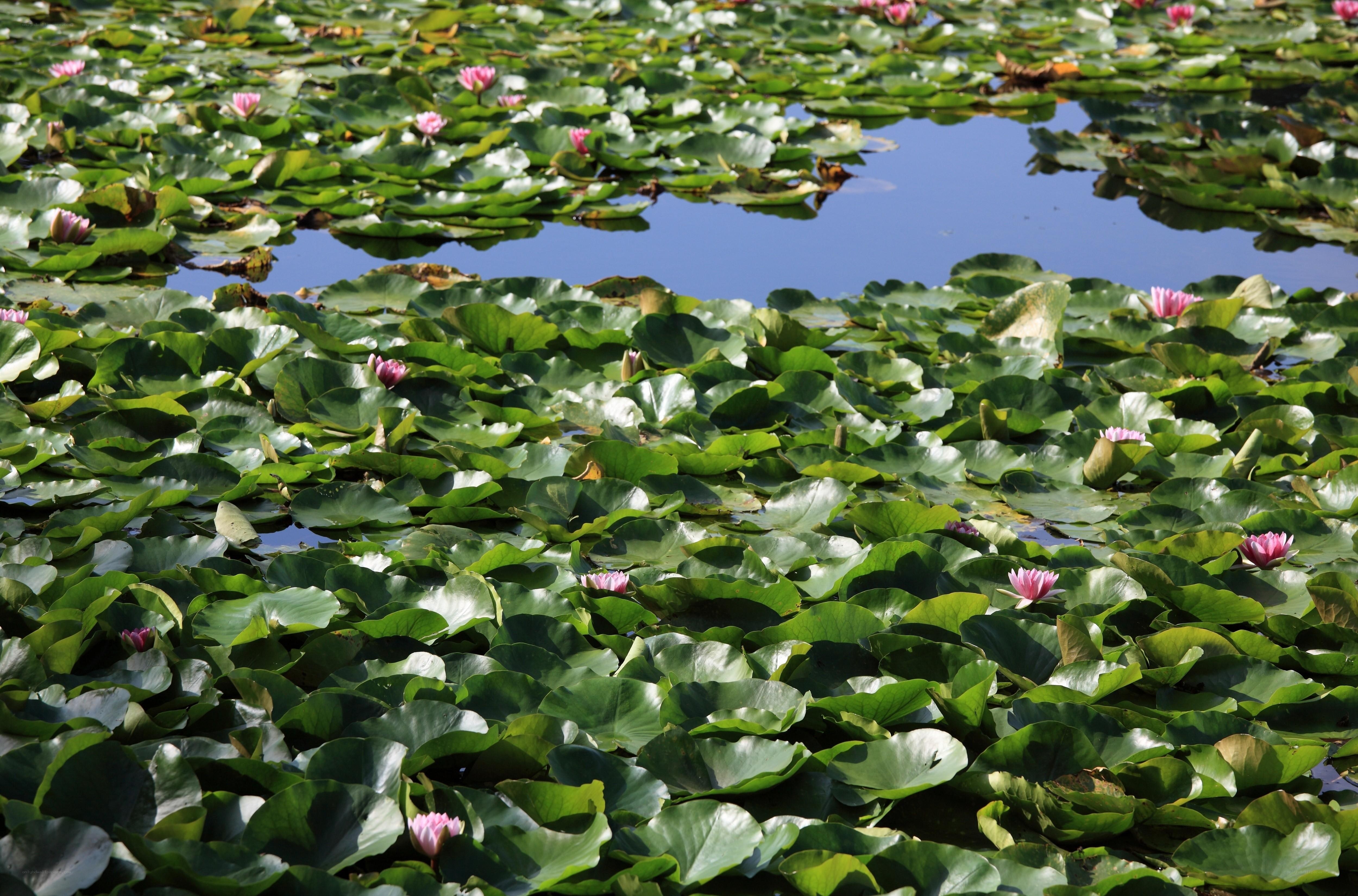 Lotus flowers on a pond
