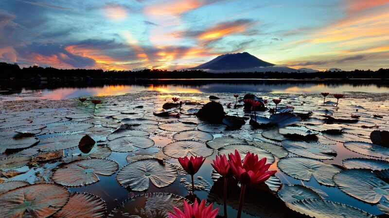 Lotus Flowers on Lake — Pink