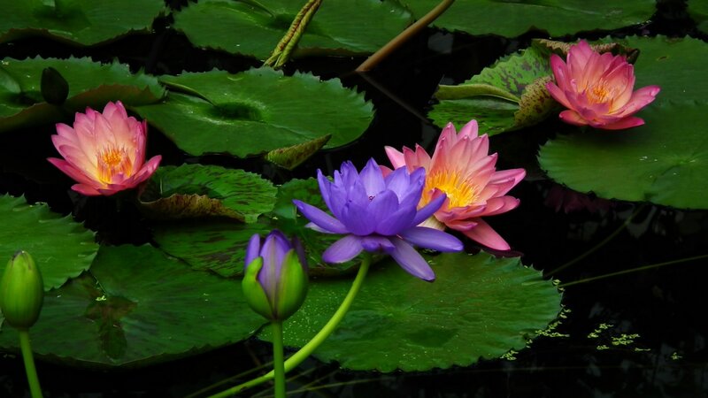 Lotus Flowers on Lily Pads — Green