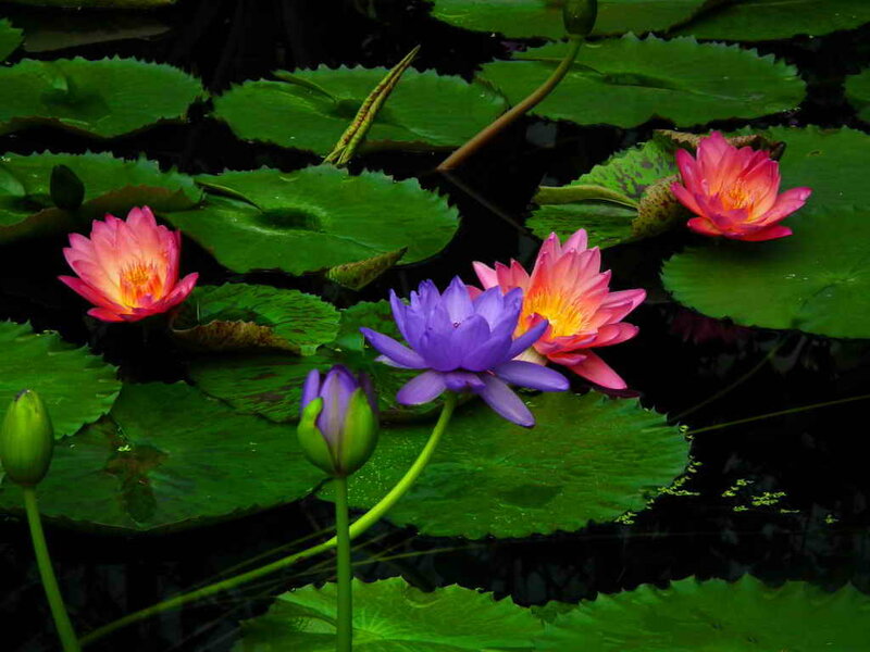 Lotus Flowers on Lily Pads