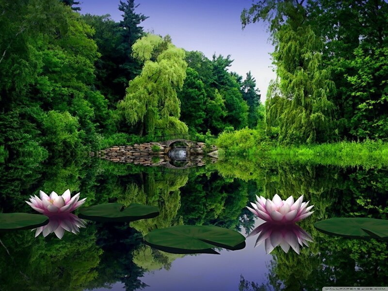 Lotus Flowers on Pond — Green, Serene, Afternoon, Digital Art
