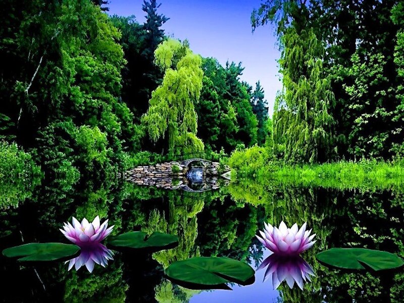 Lotus Flowers on Pond — Green, Serene, Afternoon, Photograph, Lily Pads