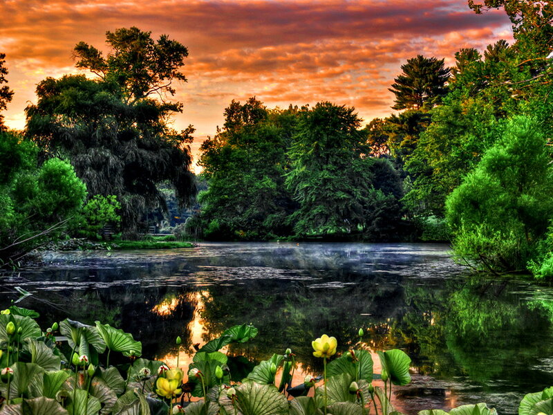 Lotus Flowers on Pond — Green, Serene, Sunset