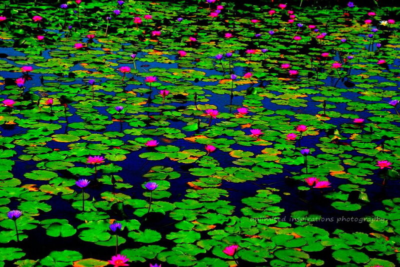 Lotus Flowers on Pond