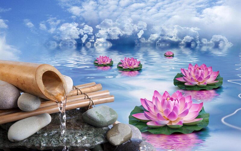 Lotus Flowers on Water — Blue, Serene, Afternoon, Photograph
