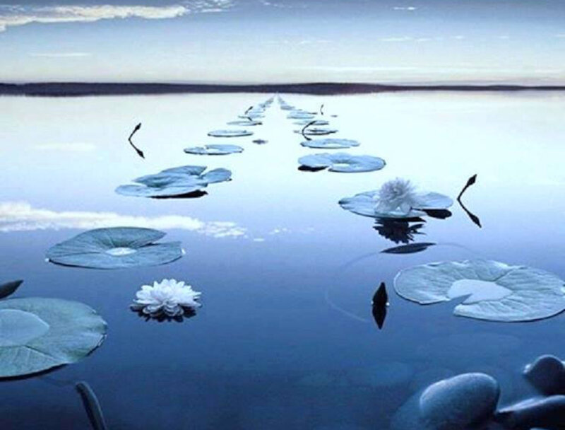 Lotus Flowers on Water — Blue, Serene, Morning, Photograph