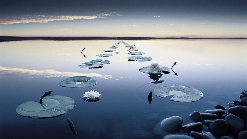 Lotus Flowers on Water — Blue, Serene, Sunset