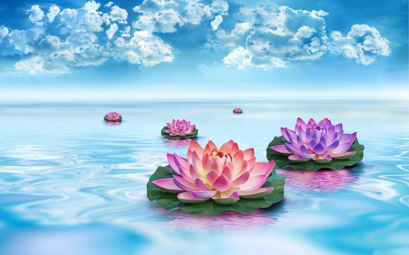Lotus Flowers on Water — Blue, Serene