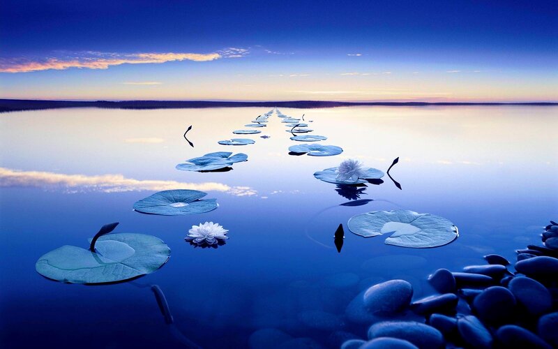Lotus Flowers on Water — Blue