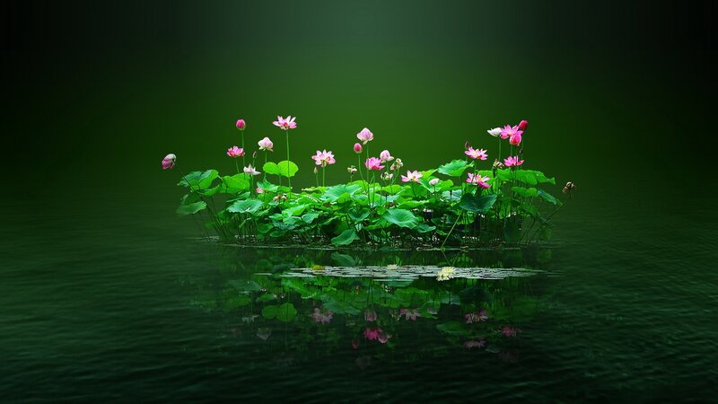 Lotus Flowers on Water — Green