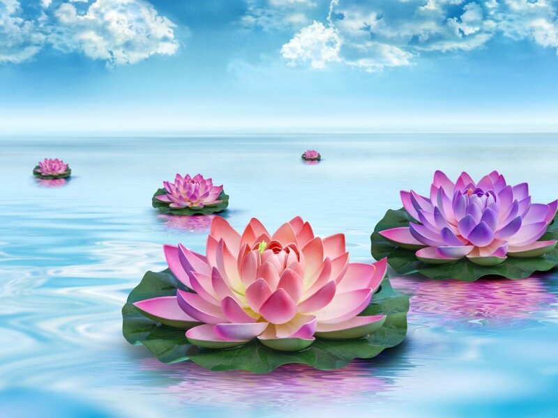 Lotus Flowers on Water — Pink